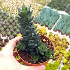 HAWORTHIA GLAUCA V. HERREI, image 