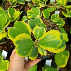 HOYA KERRI VARIEGATA, image 