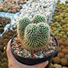 MAMMILLARIA GEMINISPINA (DICHOTOMIC), image 