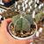 ASTROPHYTUM MYRIOSTIGMA NUDUM, image , 2 image