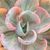 ECHEVERIA BEYONCE VARIEGATA, image , 3 image