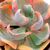 ECHEVERIA BEYONCE VARIEGATA, image , 5 image