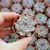 ECHEVERIA CHIHUAHUAENSIS, image _ab__is.image_number.default