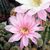 ECHINOPSIS CV. ANASTASIA, image _ab__is.image_number.default