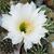 ECHINOPSIS EYRIESII HYB. WHITE, image 