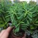 EUPHORBIA CLAVA, image 