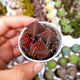 CRASSULA CAPITELLA RED PAGODA, image 