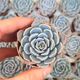 ECHEVERIA SNOW BUNNY, image 