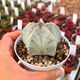 ASTROPHYTUM COAHUILENSE, image 