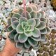 ECHEVERIA ORPET, image 