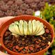 HAWORTHIA TRUNCATA CV. LIME GREEN VARIEGATA, image 