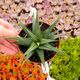 HAWORTHIA VISCOSA ALBA VARIEGATA, image 