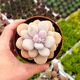 PACHYPHYTUM AMETHYSTINUM, image 